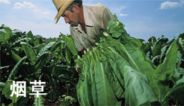 海能定氮儀在煙草領域