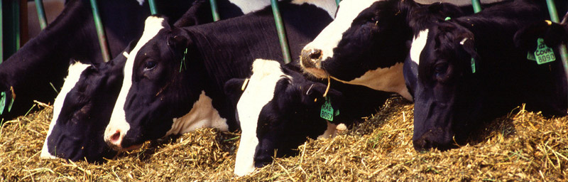 海能儀器廣泛應用于畜牧業領域